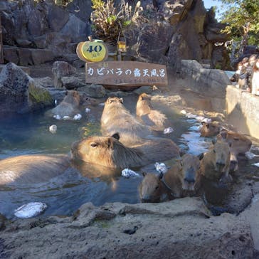 伊豆シャボテン動物公園に投稿された画像（2022/12/10）