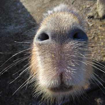 伊豆シャボテン動物公園に投稿された画像（2022/12/10）