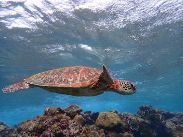 宮古島マリン SUGAR3（シュガースリー）に投稿された画像（2022/12/10）