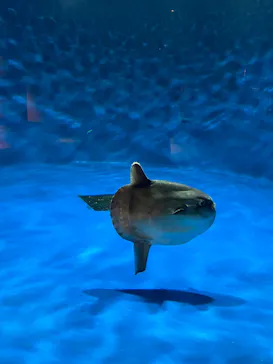 仙台うみの杜水族館に投稿された画像（2022/12/10）