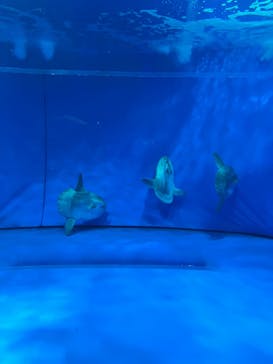 アクアワールド茨城県大洗水族館に投稿された画像（2022/12/10）