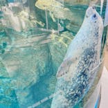 京都水族館に投稿された画像（2022/12/11）