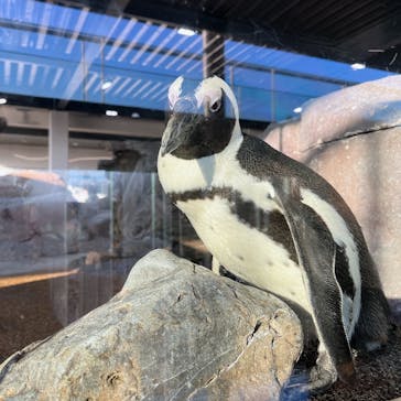 京都水族館に投稿された画像（2022/12/10）