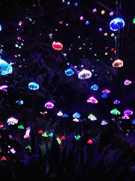 大阪府立花の文化園に投稿された画像（2022/12/10）