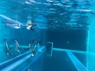 九十九島動植物園森きららに投稿された画像（2022/12/10）