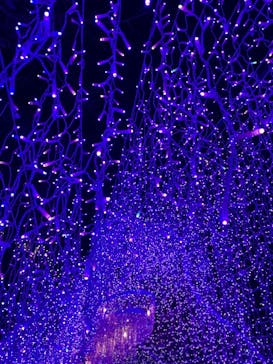 江の島シーキャンドルに投稿された画像（2022/12/10）