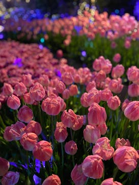 江の島シーキャンドルに投稿された画像（2022/12/10）