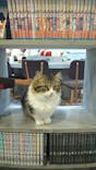猫カフェモカ　立川店に投稿された画像（2022/12/11）