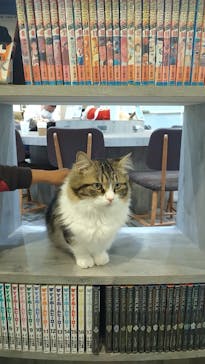 猫カフェモカ　立川店に投稿された画像（2022/12/11）