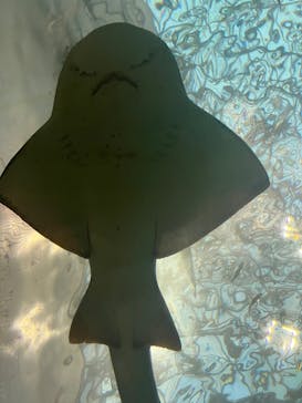 名古屋港水族館に投稿された画像（2022/12/11）