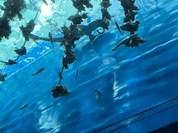 仙台うみの杜水族館に投稿された画像（2022/12/11）