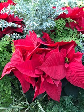 安城産業文化公園デンパークに投稿された画像（2022/12/11）