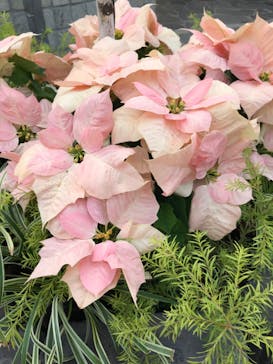 安城産業文化公園デンパークに投稿された画像（2022/12/11）