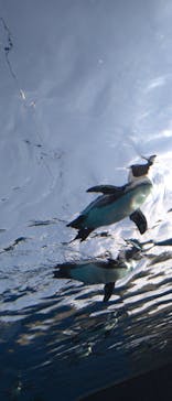 サンシャイン水族館に投稿された画像（2022/12/11）