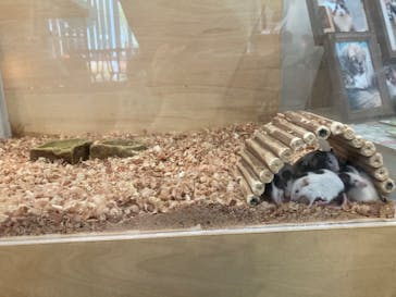 Moff animal cafe iias つくば店に投稿された画像（2022/12/11）