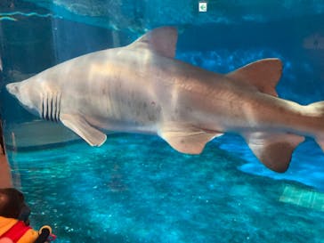 しながわ水族館に投稿された画像（2022/12/11）