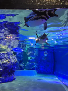すみだ水族館に投稿された画像（2022/12/11）