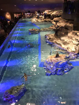 すみだ水族館に投稿された画像（2022/12/11）