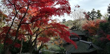 三溪園に投稿された画像（2022/12/11）