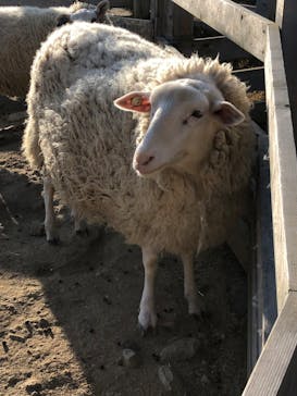 NESTA RESORT KOBE（ネスタリゾート神戸）に投稿された画像（2022/12/11）