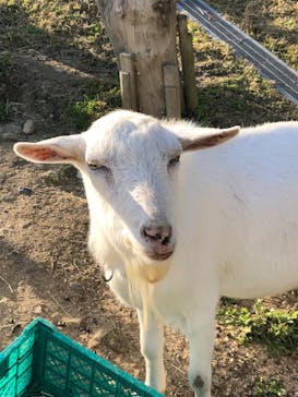 NESTA RESORT KOBE（ネスタリゾート神戸）に投稿された画像（2022/12/11）