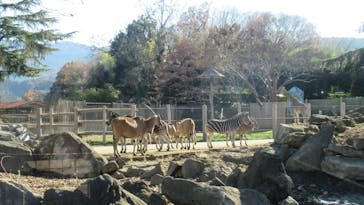 群馬サファリパークに投稿された画像（2022/12/11）