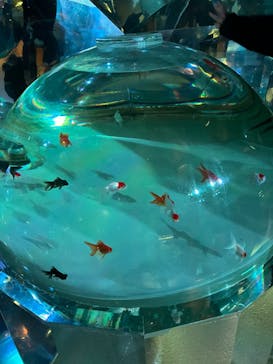 登別マリンパークニクスに投稿された画像（2022/12/11）