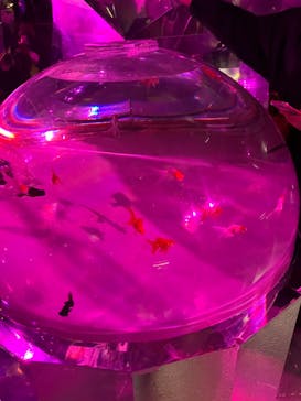 登別マリンパークニクスに投稿された画像（2022/12/11）