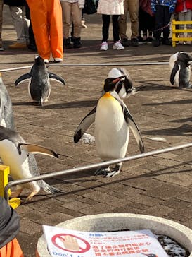 登別マリンパークニクスに投稿された画像（2022/12/11）