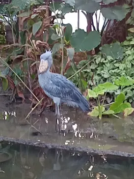 神戸どうぶつ王国に投稿された画像（2022/12/11）