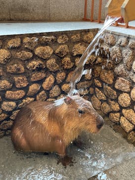 おさるの湯もみ処　おさ湯に投稿された画像（2022/12/11）