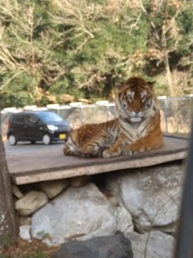 秋吉台自然動物公園 サファリランドに投稿された画像（2022/12/11）