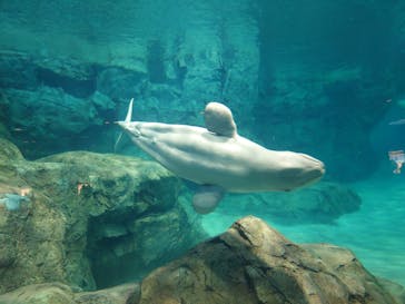 名古屋港水族館に投稿された画像（2022/12/11）