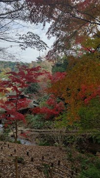 三溪園に投稿された画像（2022/12/11）