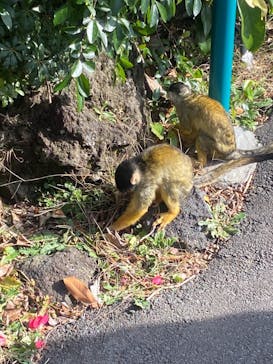 伊豆シャボテン動物公園に投稿された画像（2022/12/11）
