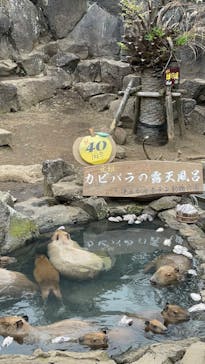 伊豆シャボテン動物公園に投稿された画像（2022/12/11）