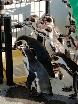 越前松島水族館に投稿された画像（2022/12/11）