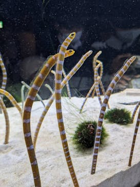 京都水族館×ニデック京都タワーに投稿された画像（2022/12/11）