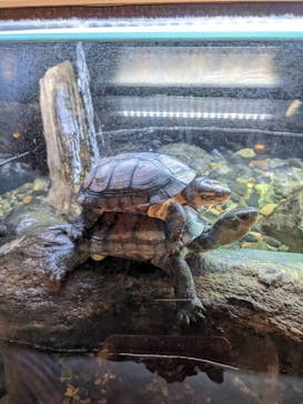 京都水族館×ニデック京都タワーに投稿された画像（2022/12/11）