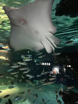 サンシャイン水族館に投稿された画像（2022/12/11）