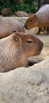 神戸どうぶつ王国に投稿された画像（2022/12/11）