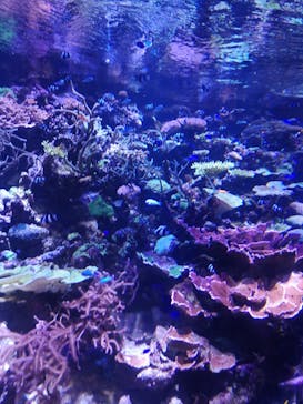 名古屋港水族館に投稿された画像（2022/12/11）