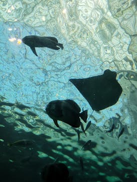 名古屋港水族館に投稿された画像（2022/12/11）