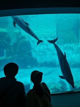 名古屋港水族館に投稿された画像（2022/12/11）