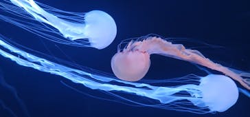 サンシャイン水族館に投稿された画像（2022/12/12）