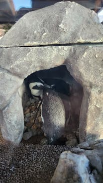 京都水族館に投稿された画像（2022/12/12）