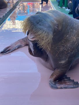 ゼロ距離水族館 伊勢シーパラダイスに投稿された画像（2022/12/12）