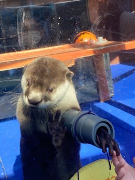 ゼロ距離水族館 伊勢シーパラダイスに投稿された画像（2022/12/12）