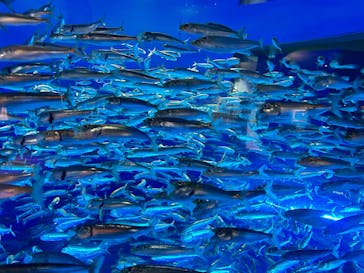 アクアワールド茨城県大洗水族館に投稿された画像（2022/12/12）