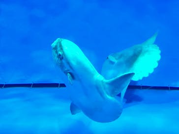 アクアワールド茨城県大洗水族館に投稿された画像（2022/12/12）